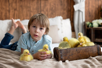 Happy beautiful child, kid, playing with small beautiful ducklings or goslings,, cute fluffy animal birds - 796285009