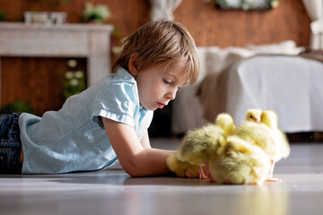 Happy beautiful child, kid, playing with small beautiful ducklings or goslings,, cute fluffy animal birds - 796285020