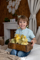 Happy beautiful child, kid, playing with small beautiful ducklings or goslings,, cute fluffy animal birds - 796285027