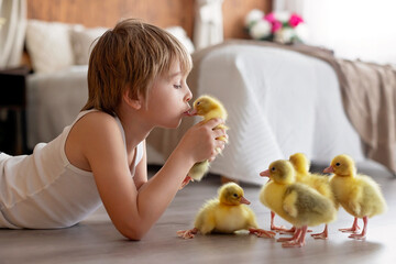 Happy beautiful child, kid, playing with small beautiful ducklings or goslings,, cute fluffy animal birds - 796285037