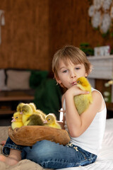 Happy beautiful child, kid, playing with small beautiful ducklings or goslings,, cute fluffy animal birds - 796285055