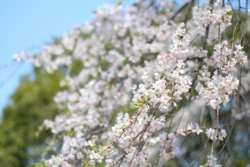 Spring cherry blossom sakura in a park in Japan