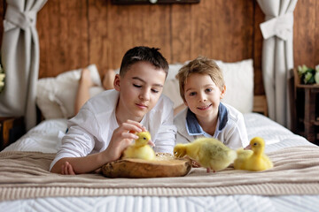 Happy beautiful child, kid, playing with small beautiful ducklings or goslings,, cute fluffy animal birds - 796285222