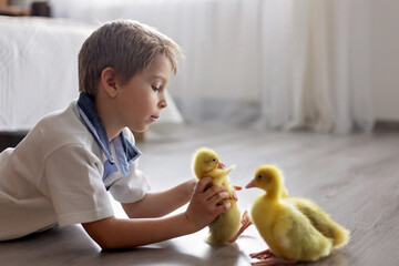 Happy beautiful child, kid, playing with small beautiful ducklings or goslings,, cute fluffy animal birds - 796285242
