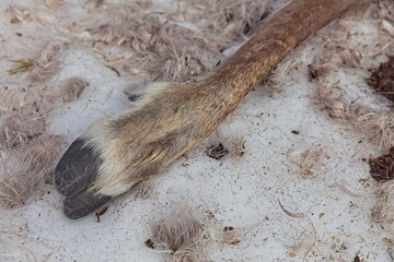 Obraz premium Closeup of hooves of reindeer carcase at Aittakuru in lying in snow in spring, Pelkosenniemi, Lapland, Finland.