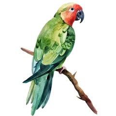 Fototapeta premium Fine Watercolor Parrot Isolated on White Background: Popular Tropical Bird Decoration in Green