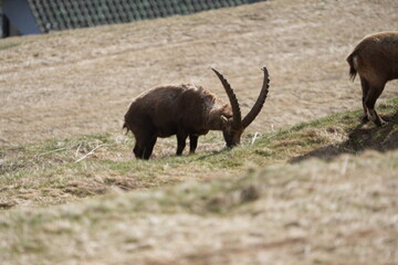 herd of steinbock capricorns grazing in Pontresina, Graubuenden, during summer. Ibex herd.