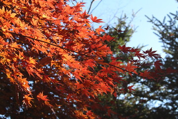 Autumn maple leave with blue sky in Japan