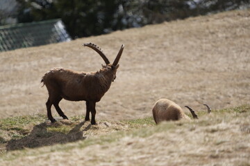 herd of steinbock capricorns grazing in Pontresina, Graubuenden, during summer. Ibex herd.