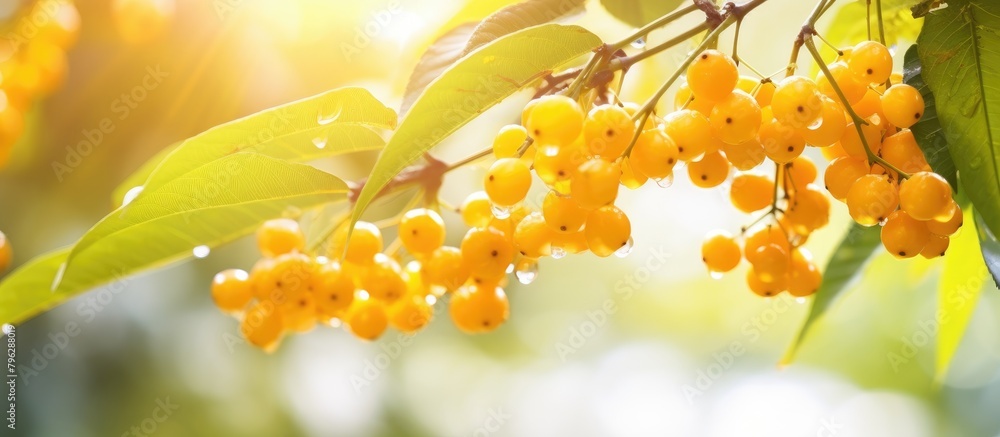 Poster Sunlight filtering through yellow berries on tree branch