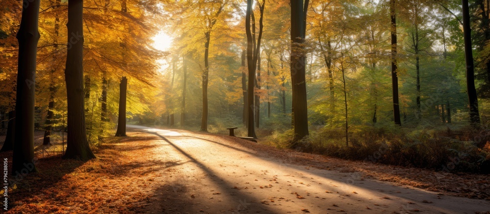 Wall mural Dirt road winding through lush forest foliage