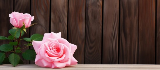 Pink roses on wooden table against wall