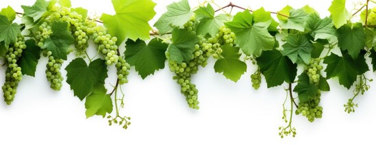 Fototapeta premium Close-Up of Lush Vine Leaves and Grapes