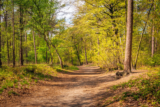 Sand path in a Dutch forest in the spring season. The photo was taken on a sunny day in the Mastbos in the outskirts of the city of Breda, province of North Brabant.