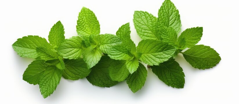 Fresh mint leaves close-up shot