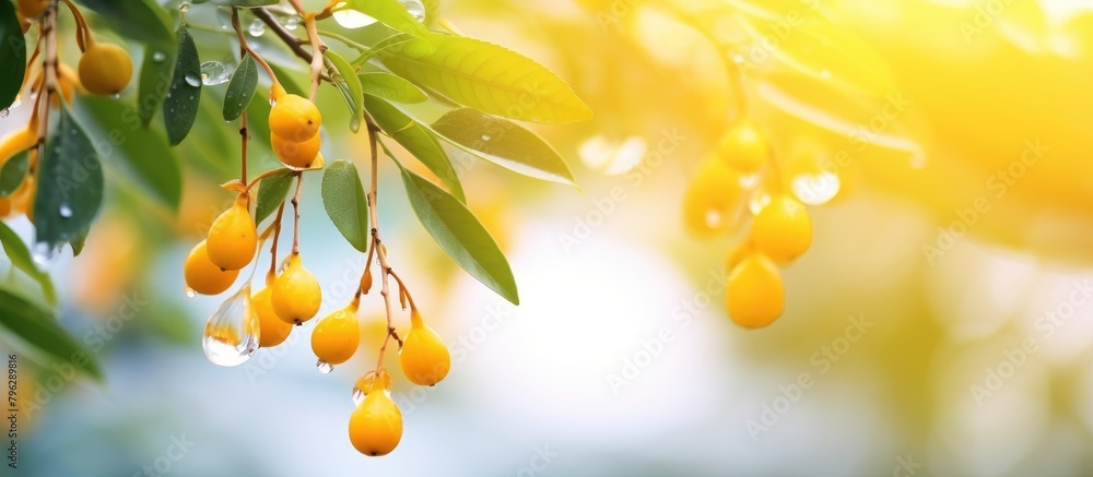 Poster yellow berries dangle from tree branch