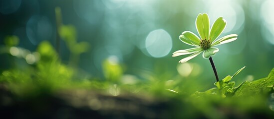 Sunlit flower in grass