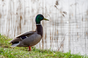 Common duck or Anas platyrhynchos, walking on the shore of the lake, enjoying the spring