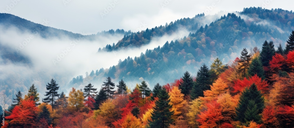 Aufkleber autumn scenery with red and orange trees and a distant mountain