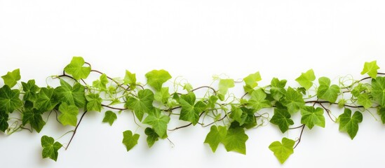 Fototapeta premium A vine with lush foliage on a white backdrop