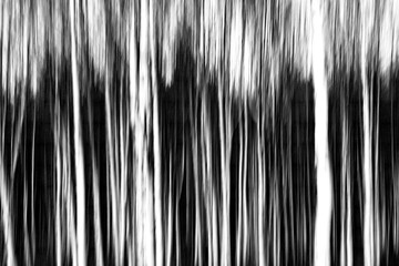 Abstract created by intentional camera movement of leafless trees in the forest in spring, ICM.