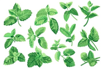 Fresh green leaves isolated on a clean white background. Ideal for nature and environmental concepts - obrazy, fototapety, plakaty