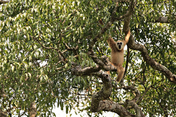 Lar Gibbon (White-handed Gibbon) Hanging and screaming on the big trees in Kaeng Krachan National Park Phetchaburi Province, Thailand