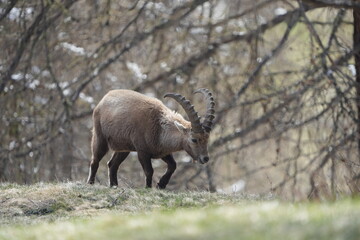 herd of steinbock capricorns grazing in Pontresina, Graubuenden, during summer. Ibex herd.
