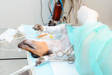 In the veterinary hospital operating room, the dog has surgery. Animal sick dog Jack Russell...