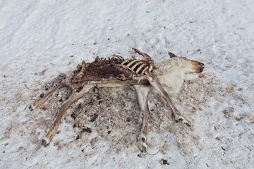 Reindeer carcase at Aittakuru in lying in snow in spring, Pelkosenniemi, Lapland, Finland.