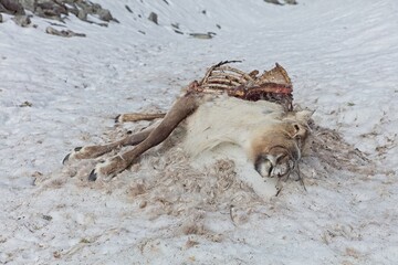Reindeer carcase at Aittakuru in lying in snow in spring, Pelkosenniemi, Lapland, Finland.