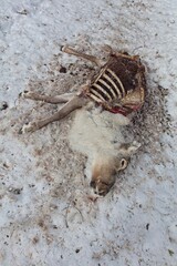Reindeer carcase at Aittakuru in lying in snow in spring, Pelkosenniemi, Lapland, Finland.