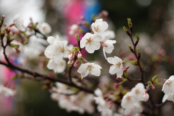 Fototapeta na wymiar Spring cherry blossom sakura with blue sky in japan