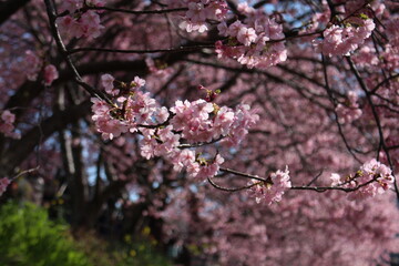 Fototapeta premium Spring cherry blossom sakura with blue sky in japan