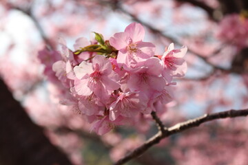 Spring cherry blossom sakura with blue sky in japan