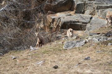 herd of steinbock capricorns grazing in Pontresina, Graubuenden, during summer. Ibex herd.