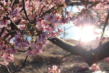 Spring cherry blossom sakura with blue sky in japan