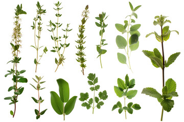 different herbs png object isolated on transparent background, mockup, design, template, layout, sticker