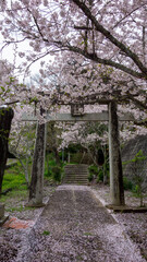 鳥居と散り始めたさくら