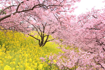 Spring cherry blossom sakura with blue sky in japan