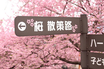 road sign in spring cherry blossom sakura park in japan