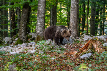 Wild Brown Bear (Ursus arctos) . Natural habitat. Slovakia