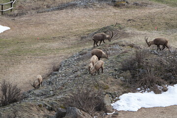 heard of Ibexes (Steinbock), Ibex, Carpricorn in Pontresina Graubuenden, part of a herd, snow,...