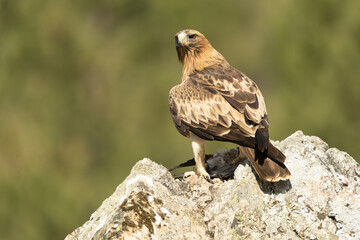 Booted Eagle male in pale phase in a Mediterranean forest at first light of day