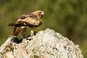 Booted Eagle male in pale phase in a Mediterranean forest at first light of day