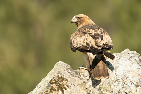Booted Eagle male in pale phase in a Mediterranean forest at first light of day