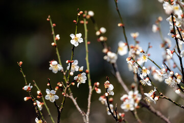 梅の花咲く早春の兼六園