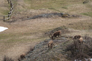 heard of Ibexes (Steinbock), Ibex, Carpricorn in Pontresina Graubuenden, part of a herd, snow, switzerland