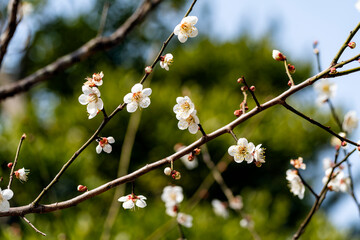 梅の花咲く早春の兼六園