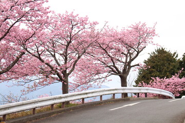 Spring cherry blossom sakura with blue sky in japan